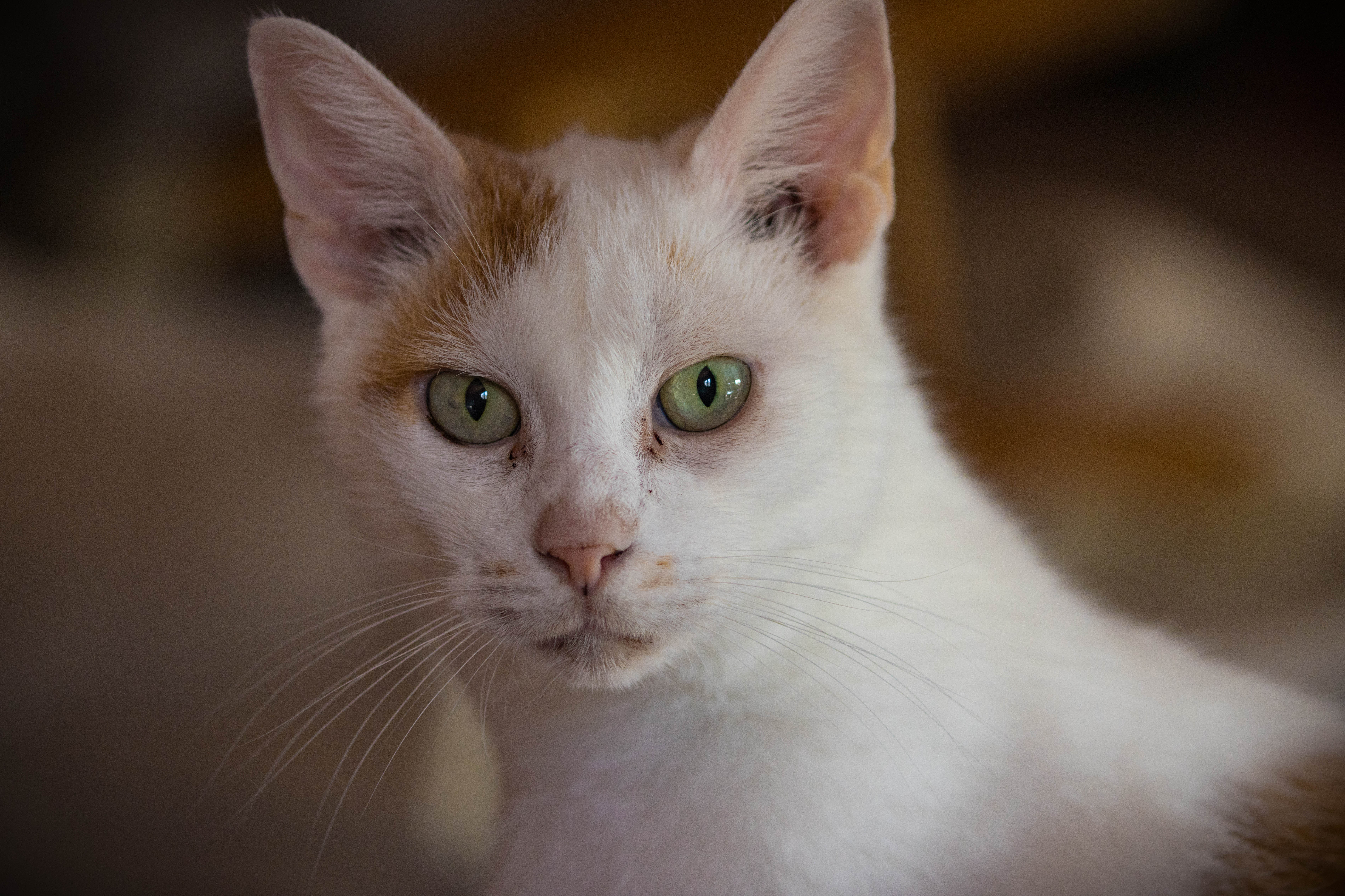 Chat roux et blanc protrait-_MG_9089.jpg